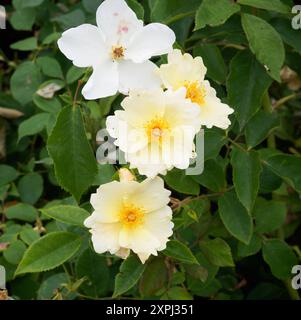 Giardini Rosa Kew Foto Stock