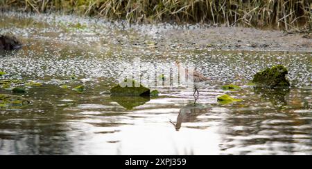 Una dea dalla coda nera si erge in acque poco profonde, con le sue lunghe e sottili gambe che si tuffano nell'acqua. Le rocce sparse ricoperte di muschio verde sono sommerse in Th Foto Stock