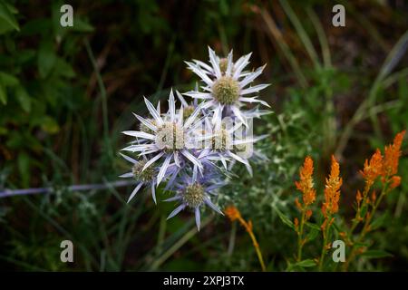 fiori piccanti Foto Stock
