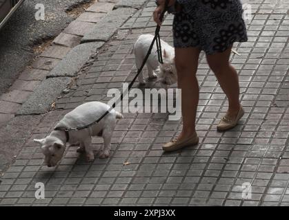 c'era sempre un forte legame tra gli animali e gli esseri umani, un forte legame tra gli animali e gli esseri umani Foto Stock