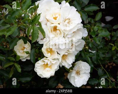 Tappeto rosa White Flower Foto Stock