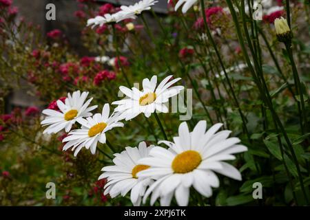 Grassington Yorkshire Regno Unito - 27 luglio 2024. Margherite bianche che fioriscono tra fiori selvatici rosa in un lussureggiante giardino Foto Stock