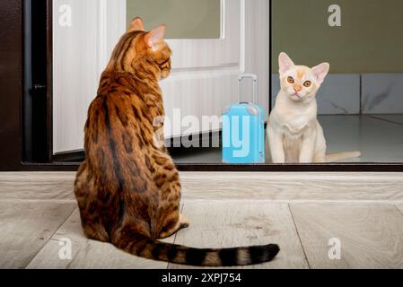 Un gatto adulto e un gattino piccolo con una valigia all'ingresso. L'aspetto di un nuovo gatto in casa. Foto Stock