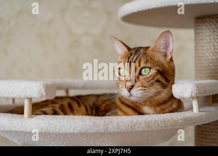 Gatto shorthair del Bengala disteso in un letto d'albero. Mobili per gatti e gatti. Foto Stock