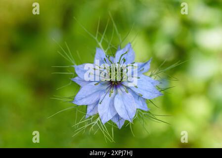Fiore di Nigella su sfondo sfocato Foto Stock