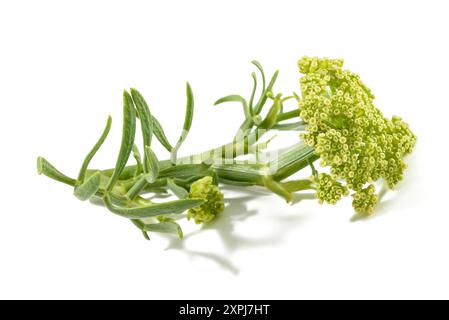 Rock samphire isolati su sfondo bianco Foto Stock