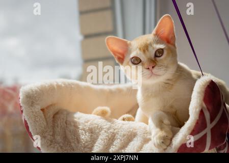 Piccolo gattino birmano su un letto appeso vicino alla finestra. Gatto carino in un'amaca. Foto Stock