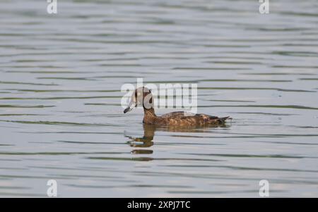 Un paio di anatre che nuotano su uno stagno Foto Stock