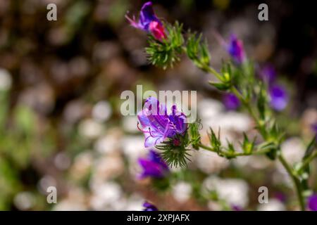 Echium che cresce su un prato. Colore viola-viola avvolto da un leggero sole. Bokeh sullo sfondo. Levada das 25 fontes Rabacal, Paul da Serra, Madei Foto Stock