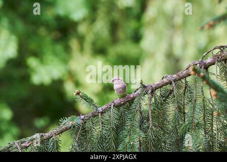 Femmina di passero su un ramo di abete Foto Stock