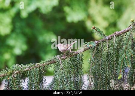 Femmina di passero su un ramo di abete Foto Stock