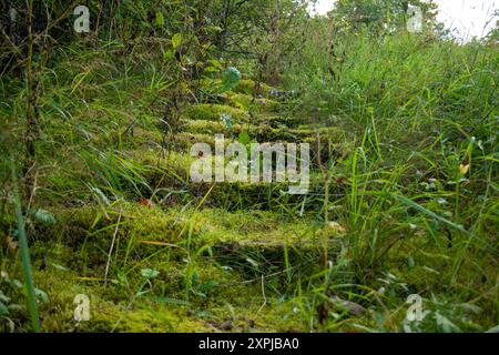 Scalini in pietra ricoperti di muschio che conducono attraverso un paesaggio boschivo sovrastato, creando una tranquilla e naturale scena piena di vegetazione. Foto Stock