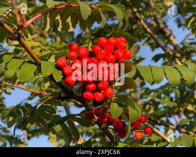 Gruppo di vivaci bacche rosse di rowan sullo sfondo di foglie verdi e cielo azzurro Foto Stock