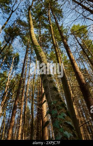 Edera che cresce sul tronco di un albero alto. Luci e ombre nella foresta del Parco Nazionale Nera Beusnita Foto Stock