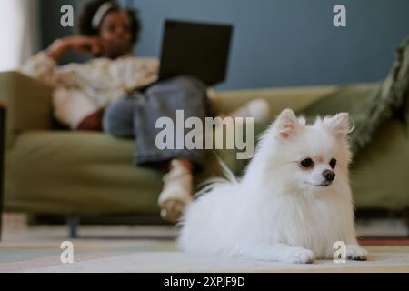 Lavora da casa con il piccolo White Pomeranian Dog Foto Stock