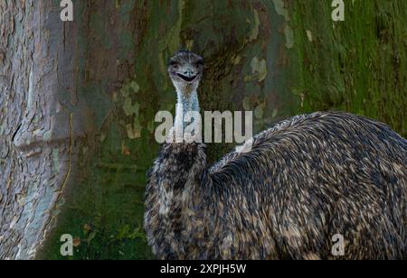 Emu (Dromaius novaehollandiae) - uccello senza volo australiano Foto Stock