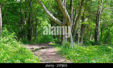 Un sentiero naturale che conduce attraverso il parco Foto Stock