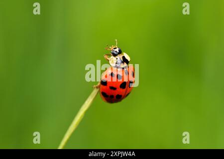 Ladybird alla punta di un fusto di pianta Foto Stock