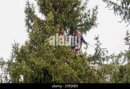 Il giardiniere sta tagliando alti pini in giardino in inverno. Foto Stock