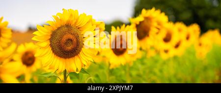 Vista panoramica della pianta gialla di girasole pronta per essere raccolta. Foto Stock