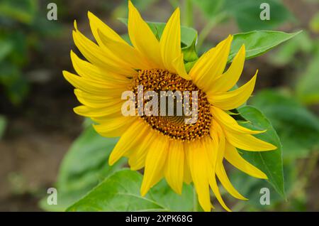 Coltivazione di girasole a Dawangere, India Foto Stock