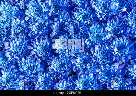 Sfondo di fiori di crisantemo blu. Festa della mamma, San Valentino, festa di compleanno. Vista dall'alto Foto Stock