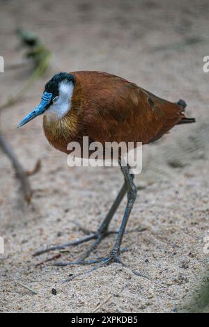 Jacana africana permanente (Actophilornis africanus) Foto Stock