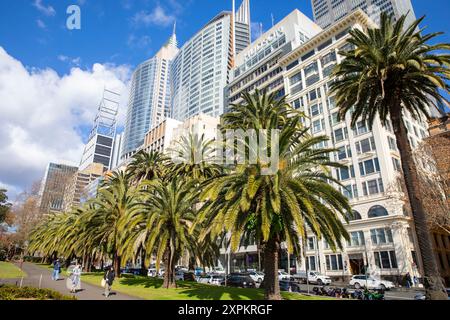 Centro di Sydney, palme e grattacieli di uffici lungo Macquarie Street con Deutsche Bank Place e Chifley Tower, Sydney CBD, Australia Foto Stock