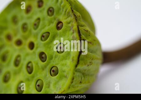 Una foto ravvicinata di una cialda di semi di loto verde. Le cialde numerose cavità di semi sono chiaramente visibili. Foto Stock