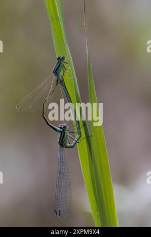 Fehlpaarung bei Kleinlibellen, Männchen: Kleine Pechlibelle, Männchen, Ischnura pumilio, Small Bluetail, scarsa damigella dalla coda blu, maschio, Agrion na Foto Stock