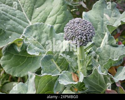 Fiori di broccoli in un giardino di casa Foto Stock