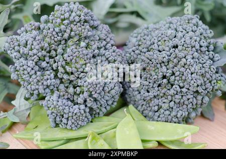 Fiori di broccoli in un giardino di casa Foto Stock