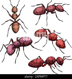 ant imposta il vettore disegnato a mano dello schizzo Illustrazione Vettoriale