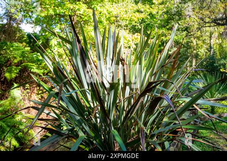 Impianto Phormium Tenax (lino neozelandese) Foto Stock