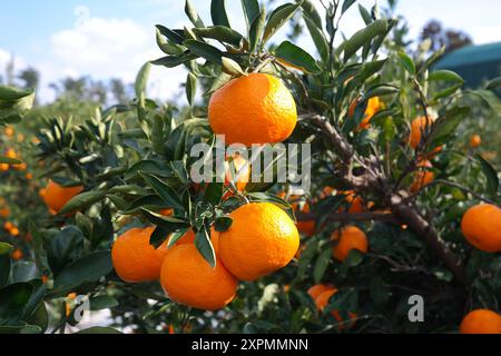 Mandarini maturi su un albero nel frutteto Foto Stock