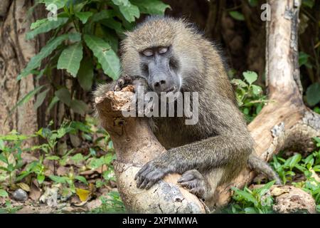 Olive Baboon, maschio sonnolento, alias Anubis Baboon, Papio anubis, Parco Nazionale di Manyara, Tanzania Foto Stock