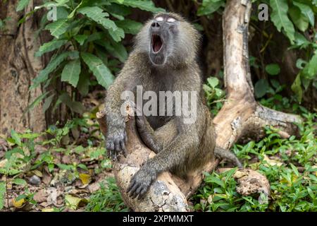 Olive Baboon, maschio sonnolento, alias Anubis Baboon, Papio anubis, Parco Nazionale di Manyara, Tanzania Foto Stock
