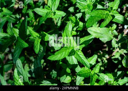 Menta verde fresca o mentha x piperita, anche conosciuta come foglie di Mintha balsamea alla luce diretta del sole, in un giardino biologico di erbe urbane, in una somma di sole Foto Stock