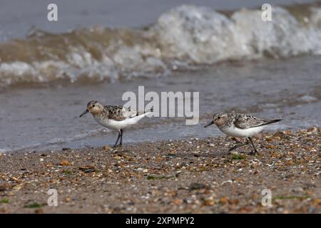 Sanderling (Calidris alba) che corre sulla spiaggia di Norfolk luglio 2024 Foto Stock