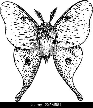 metamorfosi schizzo di falena notturna vettore disegnato a mano Illustrazione Vettoriale