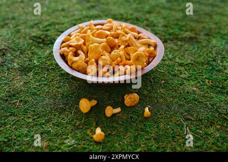 I lampadari freschi in una ciotola di legno sul muschio Foto Stock