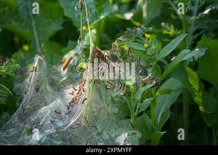 I caterpillars mangiano piante nella loro fase di metamorfosi Foto Stock