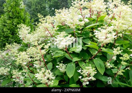 Hydrangea paniculata Wim's Red Foto Stock