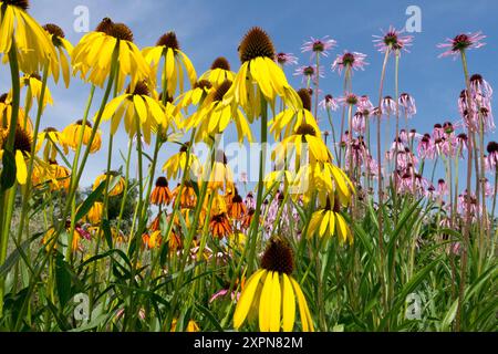 Giallo Ozark Coneflower, Echinacea paradoxa Hardy Coneflowers Foto Stock