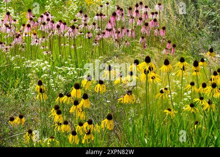 Giallo Ozark Coneflower, Echinacea paradoxa nel prato Foto Stock