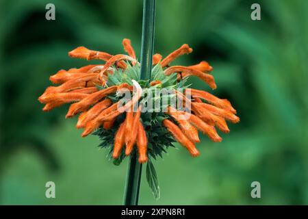 Tchimansodo Leonotis ocymifolia var. Raineriana Lion's Ear Lion's Tail Foto Stock