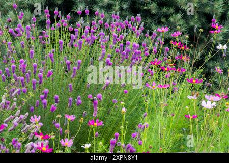 Trifoglio porpora Dalea Purpurea vibrante scena di giardini con fiori selvatici viola e rosa in fiore su uno sfondo verde lussureggiante Foto Stock