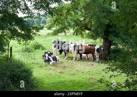 Un gruppo di mucche in un campo in una giornata estiva di sole. Holstein, mucche frisone Foto Stock