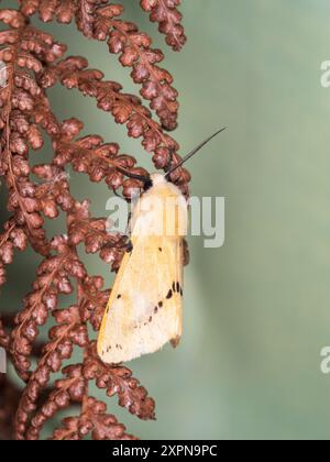 Adulto, giallo marrone Buff Ermine falena Regno Unito, Spilosoma luteum Foto Stock