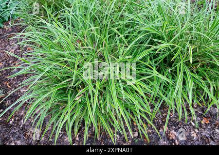 Giapponese Grass Sedge Carex morrowii "Ice Dance" Foto Stock